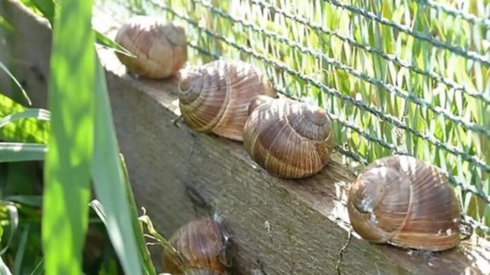 «Snails House»